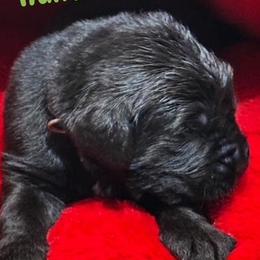 Boy 4 - AKC Registered Hunter Green - Black male Newfoundland puppy in Marshall, Missouri from Majestic Gentle Giants