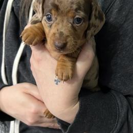 Dachshund Puppies from Honey Creek Doxies