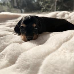 Whisper - Black and cream female Dachshund puppy in San Diego, California from Enchantables
