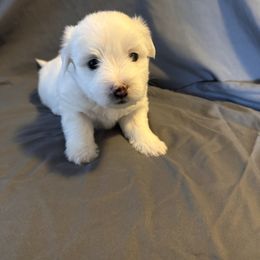Adora Belle - White female Coton de Tulear puppy in Timber, Oregon from Sterling’s Sweet Cotons