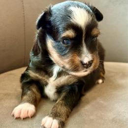 Charlotte - Black tri female Toy Australian Shepherd puppy in Bixby, Oklahoma from Roeboat Aussies