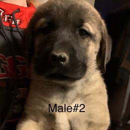 Male 2 - Fawn male Anatolian Shepherd Dog puppy in Daggett, Michigan from T&S Anatolians