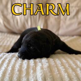 Charm - Black male Labrador Retriever puppy in Water Valley, Mississippi from Three Lakes Labs & WHDs