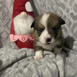 Red - Red male Pembroke Welsh Corgi puppy in Beulaville, North Carolina from Windy Acres Pembroke Welsh