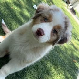 Yunara (long tail) - Red merle female Australian Shepherd puppy in Jacksonville, Florida from Solace Australian Shepherds