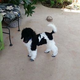 Chihuahua and Poodle Puppies from October Glory Standard Poodles