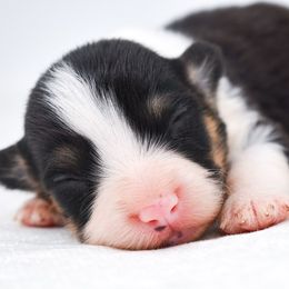 Rune - Black and tan male Pembroke Welsh Corgi puppy in San Antonio, Texas from Moxxi's Legacy Corgis