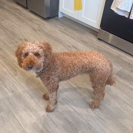 June - Goldendoodle