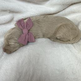 Gabby - Cream female Goldendoodle puppy in Charlotte, North Carolina from Hopeful Heart Doodles