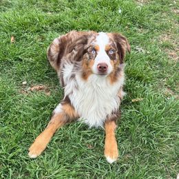 Charlie - Miniature Australian Shepherd