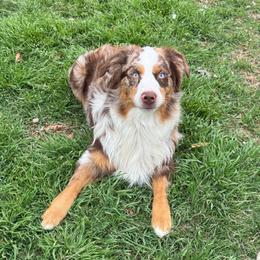 Charlie - Miniature Australian Shepherd