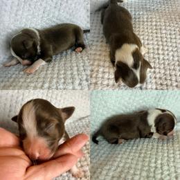 Red tri male - Red tri male Toy Australian Shepherd puppy in Brooker, Florida from Honey, I Shrunk the Aussies