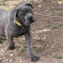 Boy 5 - Gray male Cane Corso puppy in Granbury, Texas from Revolutions Kennel