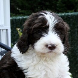 Australian Labradoodle Puppies from Lea Acres Australian Labradoodles