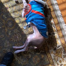 Peruvian Inca Orchid Puppies from Naked Baby’s