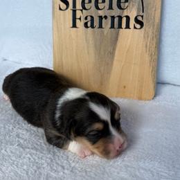 Ian-fluffy - Black and tan male Pembroke Welsh Corgi puppy in Stillwater, Oklahoma from Steele Family Farms