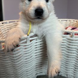 Yellow boy - White male Berger Blanc Suisse puppy in Wilmington, North Carolina from Supernova Swiss Shepherds