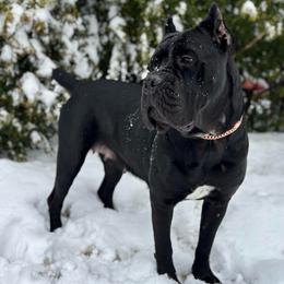 Caitlyn - Cane Corso