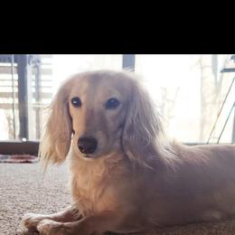 Harley - Dachshund