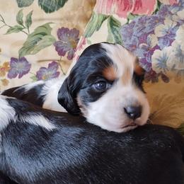 Meg - Tri-Roan female English Springer Spaniel puppy in Kingsport, Tennessee from Leandra's English Springer Spaniels