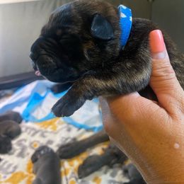 Boy 1 - Chestnut brindle Cane Corso puppy in Mercer, Pennsylvania from Midnight Cane Corso USA