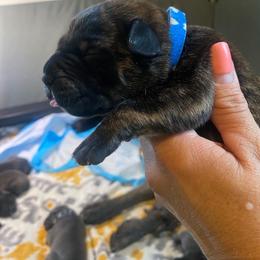 Boy 1 - Chestnut brindle Cane Corso puppy in Mercer, Pennsylvania from Midnight Cane Corso USA