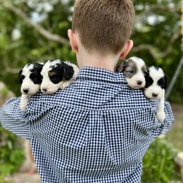 Bernedoodle and Goldendoodle Puppies from The Beach Doodles