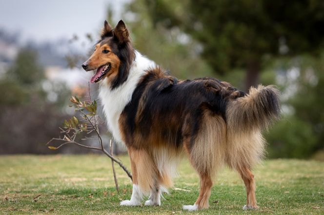 Scottish Collie 