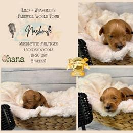 Nashville - Red  male Goldendoodle puppy in Haltom City, Texas from Ohana Doodles