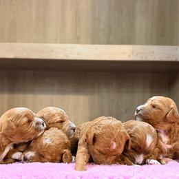 Mila - Apricot female Cavapoo puppy in Tolono, Illinois from The Golden Rule Doodles
