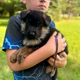 Miss Purple - Black and tan female German Shepherd puppy in Lawton, Michigan from Free Indeed Shepherds