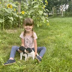 French Brittany Puppies from Swift Family Farm, LLC