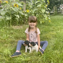 French Brittany Puppies from Swift Family Farm, LLC