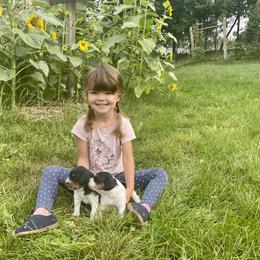 French Brittany Puppies from Swift Family Farm, LLC