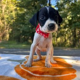Snow White - Black and white female German Shorthaired Pointer puppy in Dugspur, Virginia from Pilgrims Trails Shorthairs