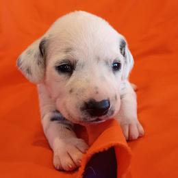 Girl 2 - female Dalmatian puppy in Spring Branch, Texas from D'vine Dalmatians