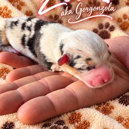Zola - Blue merle and white female American Corgi puppy in Oak Harbor, Washington from Blackberry Hill Corgis