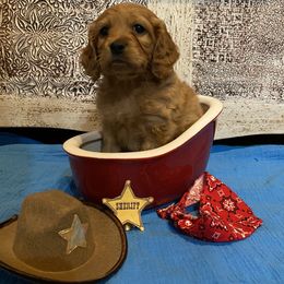 Cockapoo Puppies from Country J Canines