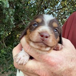 Patrick Star - Piebald male Dachshund puppy in Knoxville, Tennessee from Over The Moon Minis