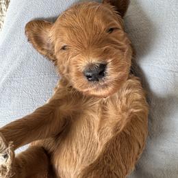 Topaz - Apricot male Goldendoodle puppy in Gilbert, Arizona from DogHouse Doodles