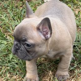 Angle - Blue fawn female French Bulldog puppy in Alabama from Southern Bulldogs