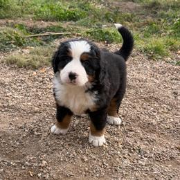 Daisy (red girl) - Black rust and white female Bernese Mountain Dog puppy in Mora, New Mexico from Berners of New Mexico