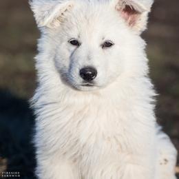 Berger Blanc Suisse and German Shepherd Puppies from Fireside Fernweh