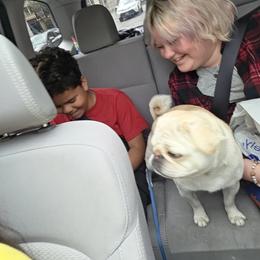 Pug All Grown Up from Kapelac's Royal Pugs