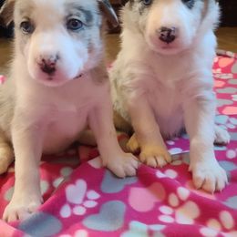 Border Collie Puppies from Sherry's Border Collies