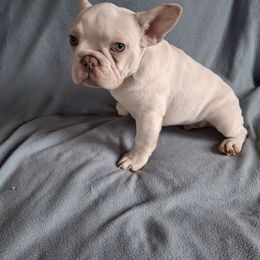 Milo - White male French Bulldog puppy in Cañon City, Colorado from Terri Geiser-Gilchrist
