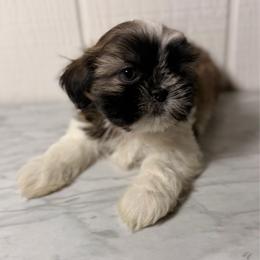 Theo - Silver gold and white male Shih Tzu puppy in Monrovia, California from Sunrise Shihtzu Blossom