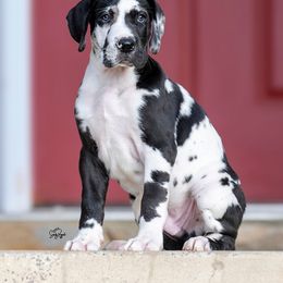 Great Dane Puppies from Ellenni Danes