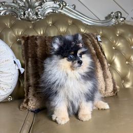 Natasha - Blue merle and tan tri female Pomeranian puppy in Grand Prairie, Texas from D’ Pomlovers