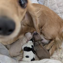 Brindle Piebald - Piebald male Dachshund puppy in Central Point, Oregon from MRS Long Dog Ranch